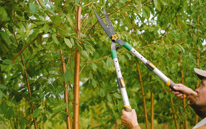 Tree trimming in Red Bud, IL