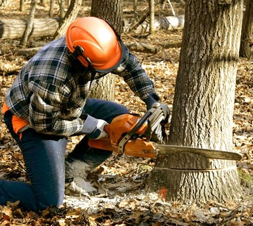 Tree Removal in Red Bud, IL